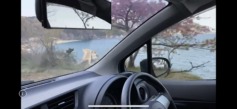 車内からの河津桜